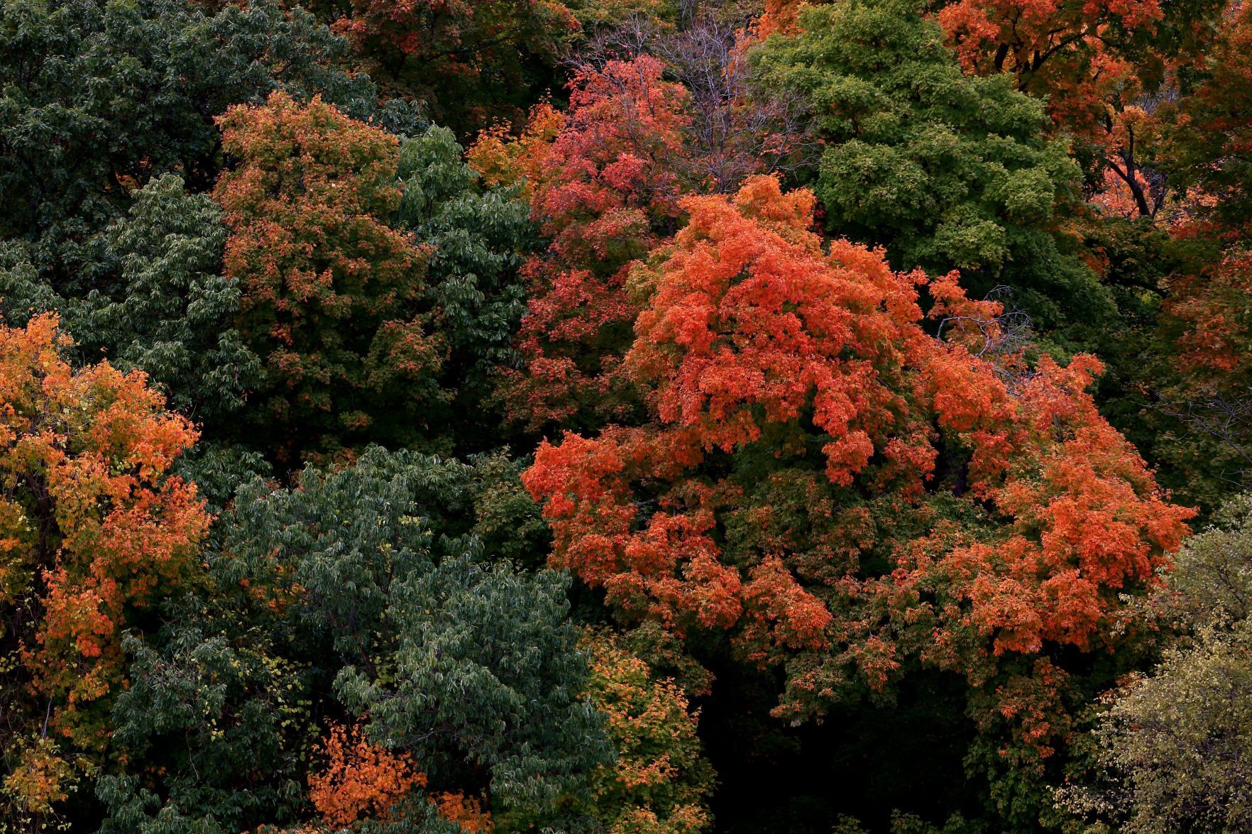 Fall foliage on the Great River Road near Elsah